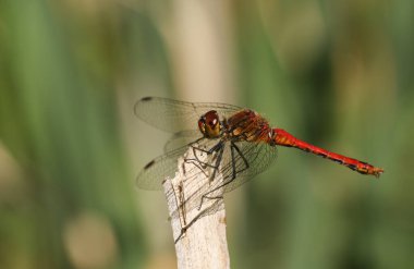 Güzel bir Ruddy Darter Dragonfly, Sympetrum sanguineum, bir gölün kenarındaki sazlığa tünemiş..