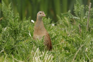 Yağmurda nadir bulunan bir Corncrake (Crex crex).