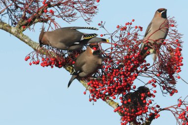 Waxwing (Bombycilla garrulus) böğürtlenlerle beslenir.