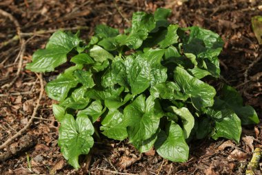 Bir Lordlar ve Leydiler bitkisi (Arum maculatum) ormanlık alanda yetişiyor..