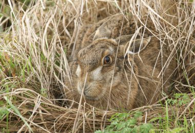 Bir Kahverengi Tavşan, Lepus Avrupaeus, yerde veya çimenlerde sığ bir çöküntü oluşturan bir şekilde korunuyor. Kahverengi tavşanlar yuva kazmaz..
