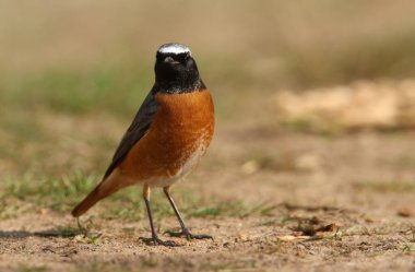Güzel bir Redstart erkeği, Phoenicurus Phoenicurus, yerde böcekleri yemek için avlanıyor..