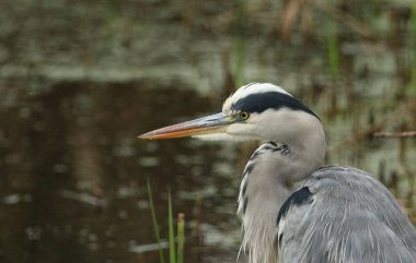 Gri balıkçıl, Ardea Cinerea, sazlıklarda yiyecek ararken bir vesikalık fotoğraf..
