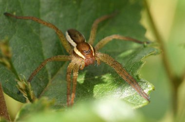Ender bulunan bir Raft Spider (Dolomedes fimbriatus) İngiltere 'nin Surrey kentinde bir bataklığın kenarında büyüyen küçük bir ağacın yaprağına tünemektedir..
