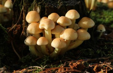 İngiltere 'nin ormanlarındaki çürüyen bir ağaç kütüğünden çıkan mantarlar veya mantarlar..