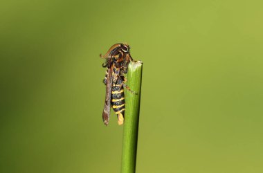 Nadir bulunan bir ahududu şeffaf kanat güvesi, Pennisetia hylaeiforis, sazlığa tünemiş..