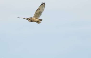 İskoçya, Orkney 'de yiyecek arayan kısa kulaklı bir baykuş (Asio flammeus)..