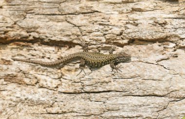 Güzel bir duvar kertenkelesi (Podarcis muralis) Wight adasındaki bir ağaç gövdesinde güneşlenir..