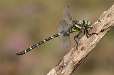 Altın halkalı güzel bir Dragonfly, Cordulegaster Boltonii, bir dal üzerinde tünemekte.
