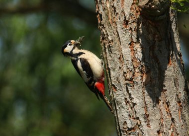 Büyüleyici bir dişi Büyük Benekli Ağaçkakan, Dendrocopos Major, yuva deliğinin kenarına tünemiş, böceklerle dolu bir gagası olan bir söğüt ağacında, yavrularını beslemek üzere..