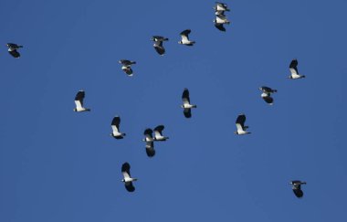 Mavi gökyüzünde uçan güzel bir Lapwing sürüsü, Vanellus Vanellus..