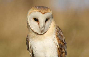 Vahşi bir av baykuşunun vesikalık fotoğrafı. (Tyto alba).