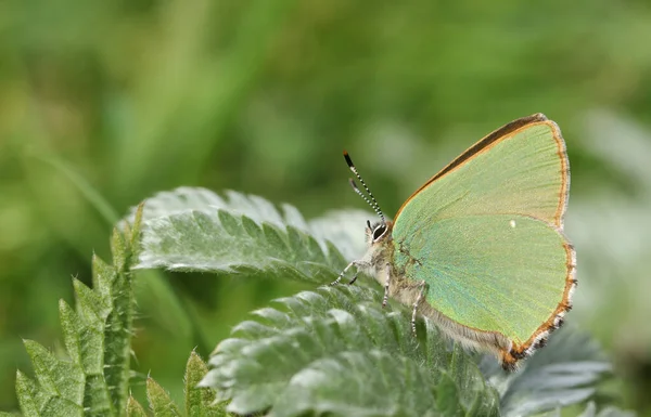 Una Impresionante Mariposa Verde Hairstreak Callophrys Rubi Encaramado Una Hoja — Foto de Stock