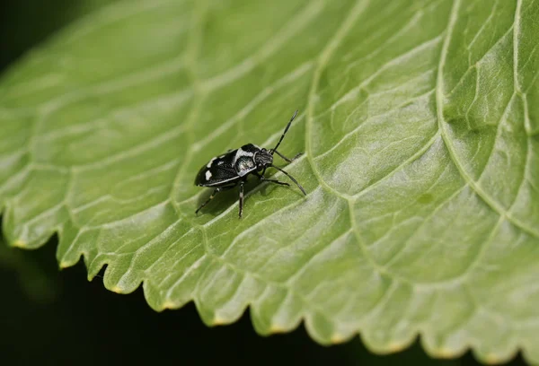 Pretty Brassica Shieldbug Eurydema Oleracea Perching Horseradish Plant Leaf Spring — стоковое фото