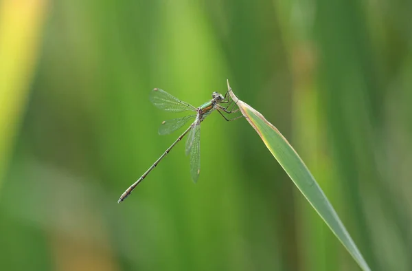 Una Impresionante Rara Damselfly Sauce Esmeralda Chalcolestes Viridis Encaramado Una —  Fotos de Stock