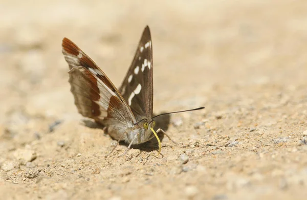 Rare Female Purple Emperor Butterfly Apatura Iris Feeding Minerals Ground — Stock Photo, Image