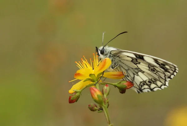 Una Impresionante Mariposa Blanca Mármol Melanargia Galathea Posada Sobre Una — Foto de Stock