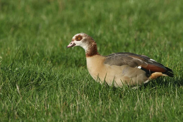 Pretty Egyptian Goose Alopochen Aegyptiaca Feeding Grass Field — Stock Photo, Image