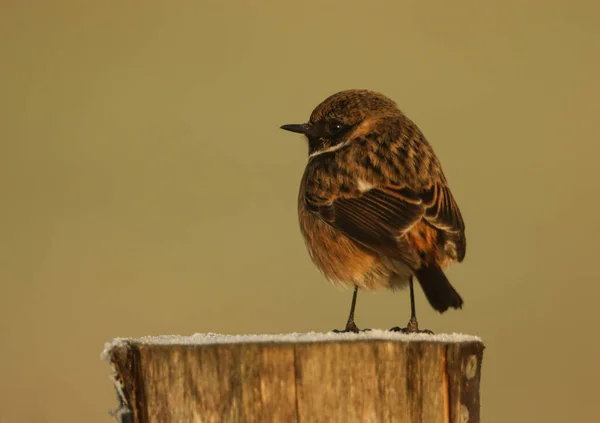 Stunning Male Stonechat Saxicola Rubicola Perching Frost Covered Post First — Stock Photo, Image