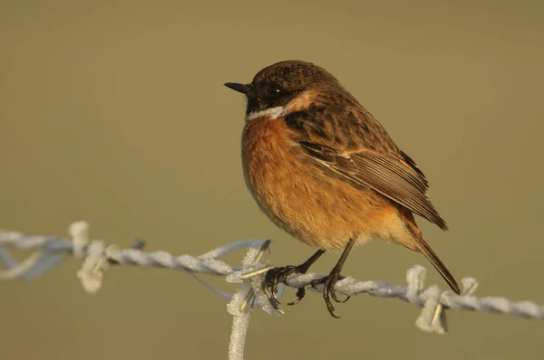 Oszałamiający Samiec Stonechat Saxicola Rubicola Siedzący Ogrodzeniu Drutu Kolczastego Pokrytym — Zdjęcie stockowe