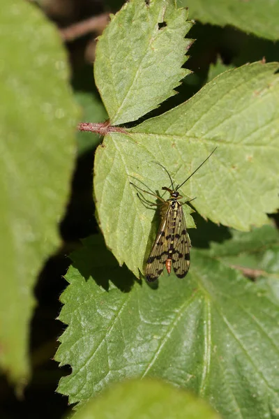 Hunting Female Scorpion Fly Panorpa Communis Perching Leaf Edge Woodland — Stock Photo, Image