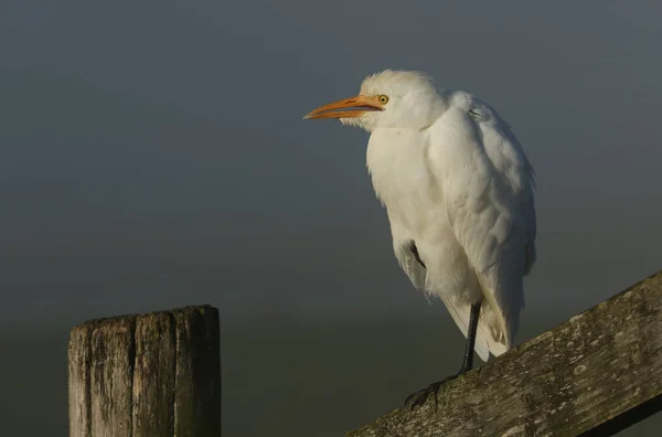 Een Zeldzame Runderzilverreiger Bubulcus Ibis Zittend Een Hekpaal Een Koude — Stockfoto