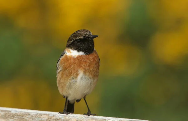 Stunning Male Stonechat Saxicola Torquata Perched Fence Looking Insects Catch — Stock Photo, Image