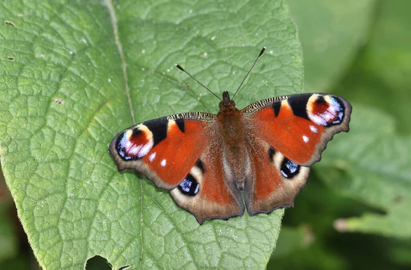 Yeni ortaya çıkmış bir Tavuskuşu Kelebeği, Aglais io, bir çayırda bir Comfrey yaprağına tünemiş.. 