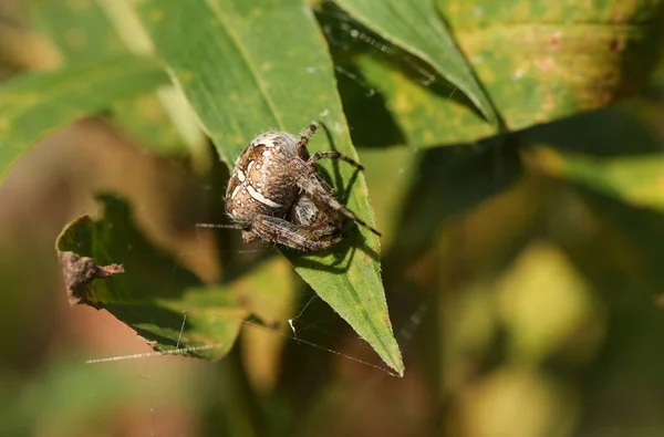Une Araignée Jardin Chasse Araneus Diadematus Cachée Sur Une Feuille — Photo