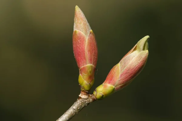 Knoppar Som Växer Gren Ett Sycamore Träd Acer Pseudoplatanus Våren — Stockfoto