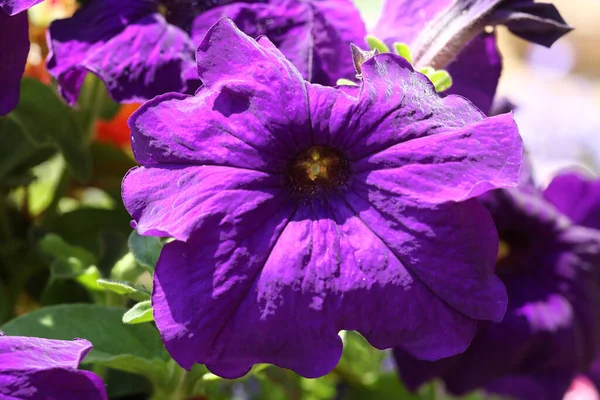 英国の庭で成長している美しい紫色のペチュニアの開花植物 — ストック写真