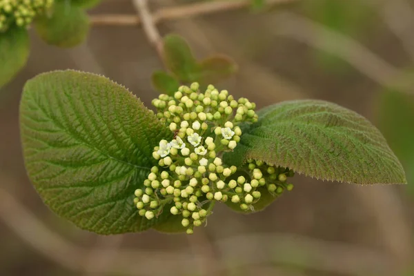 Blackhaw Viburum çalısı, Prunifolium, İngiltere 'de vahşi doğada yetişiyor..