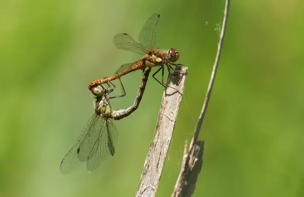 Parning Par Common Darter Dragonfly Sympetrum Striolatum Uppflugna Ett Vass — Stockfoto