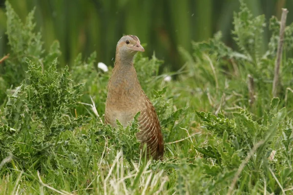 Yağmurda nadir bulunan bir Corncrake (Crex crex).