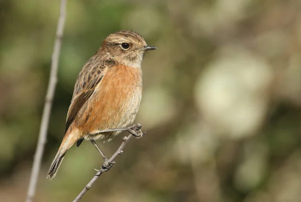 Une Belle Femelle Stonechat Saxicola Rubicola Perchée Sur Arbre Cherche — Photo