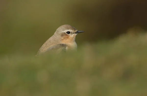 Потрясающая Самка Wheatear Oenanthe Oenanthe Охотится Насекомыми Поесть Причалах Дурхэма — стоковое фото