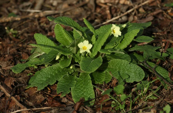 Grupp Vackra Vilda Primulor Primula Vulgaris Växter Som Växer Skogsmark — Stockfoto