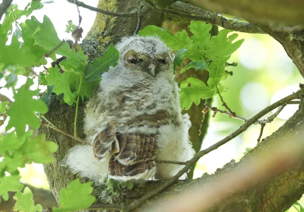 Bonito Tawny Owlet Strix Aluco Poleiro Carvalho Primavera Reino Unido — Fotografia de Stock