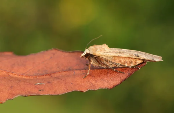 Μια Μεγάλη Κίτρινη Σκώρος Noctua Pronuba Σκαρφαλωμένη Ένα Φύλλο — Φωτογραφία Αρχείου