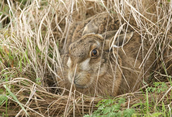 Brown Hare Lepus Europaeus Захищений Формі Яка Дрібними Депресіями Землі — стокове фото