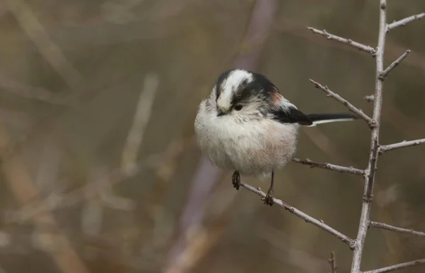 Cute Long Tailed Tit Aegithalos Caudatus Perched Branch Tree — Stock Fotó