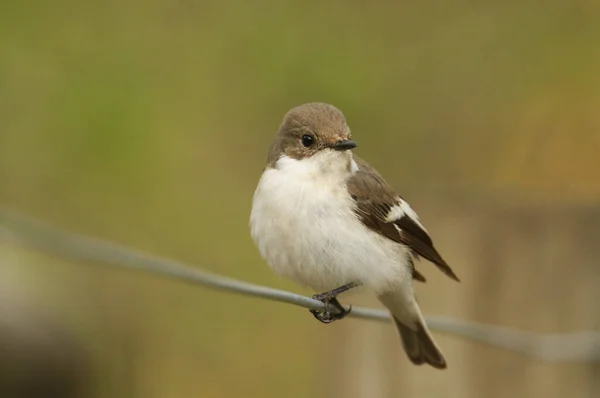 Female Pied Flycatcher Ficedula Hypoleuca Perched Wire — Stock Photo, Image