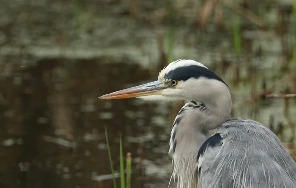 Gri Balıkçıl Ardea Cinerea Sazlıklarda Yiyecek Ararken Bir Vesikalık Fotoğraf — Stok fotoğraf