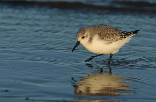 Fantastisk Sanderling Calidris Alba Söker Mat Längs Kusten Vid Högvatten — Stockfoto