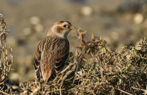 Gyönyörű Snow Bunting Plectrophenax Nivalis Magokat Rovarokat Keresve Egyesült Királyság — Stock Fotó