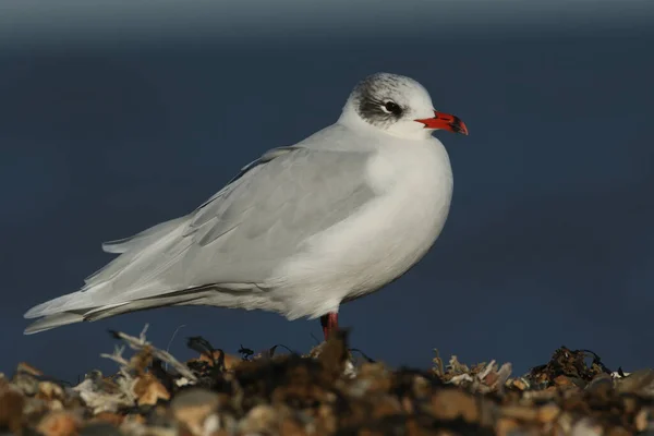 영국에서 먹이를 울퉁불퉁 해변에서 놀라운 지중해 갈매기 Larus Melanocephalus — 스톡 사진