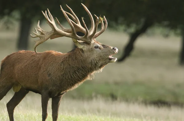 レッドディア スタッグ Cervus Elaphus 伐採期に森の端のフィールドに以下のようなものがある — ストック写真