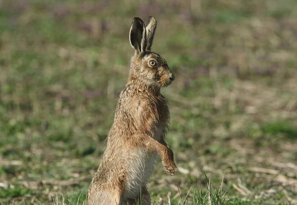 Oszałamiający Brown Hare Lepus Europaeus Stojący Tylnych Nogach — Zdjęcie stockowe