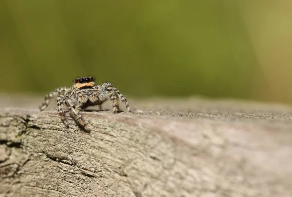 Eine Springspinne Marpissa Muscosa Wartet Darauf Sich Auf Ihre Nächste — Stockfoto