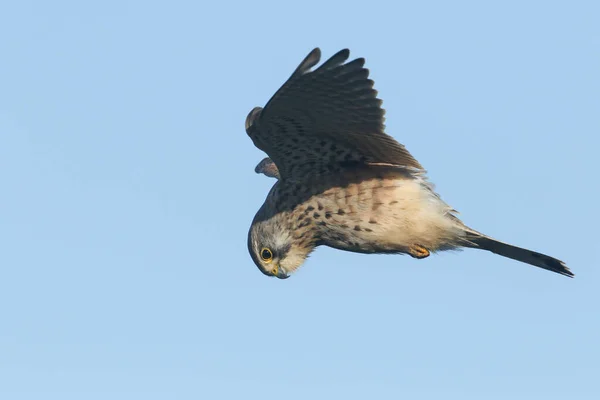 Une Belle Chasse Crécerelle Falco Tinnunculus Planant Dans Ciel Bleu — Photo